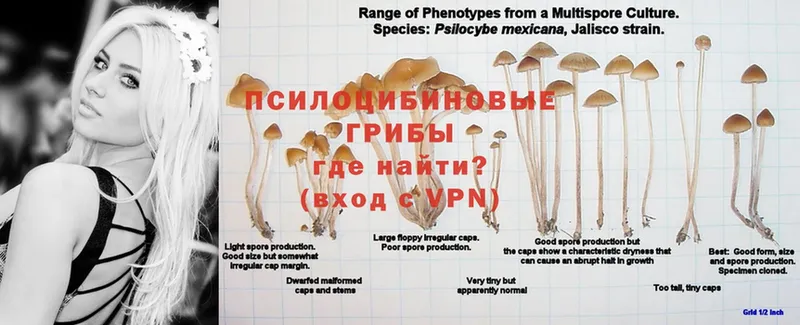 Галлюциногенные грибы MAGIC MUSHROOMS  купить наркотик  гидра как зайти  Берёзовский 